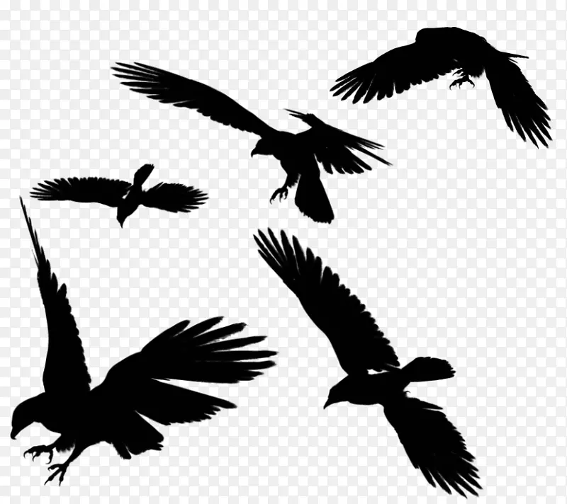 鸟类飞行剪辑艺术-乌鸦飞PNG照片