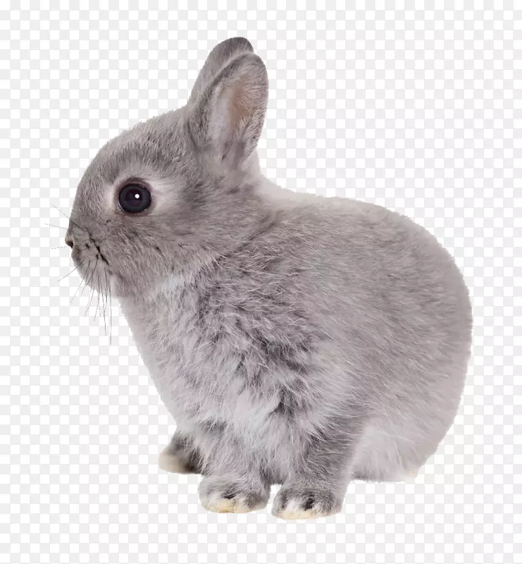 兔子-复活节兔子透明PNG