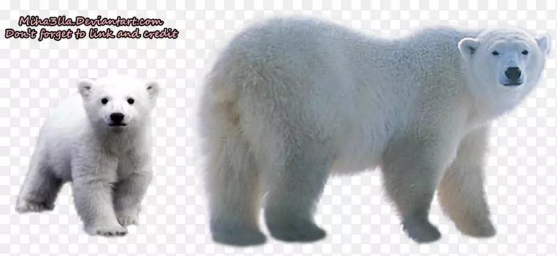北极熊剪贴画.北极熊透明背景