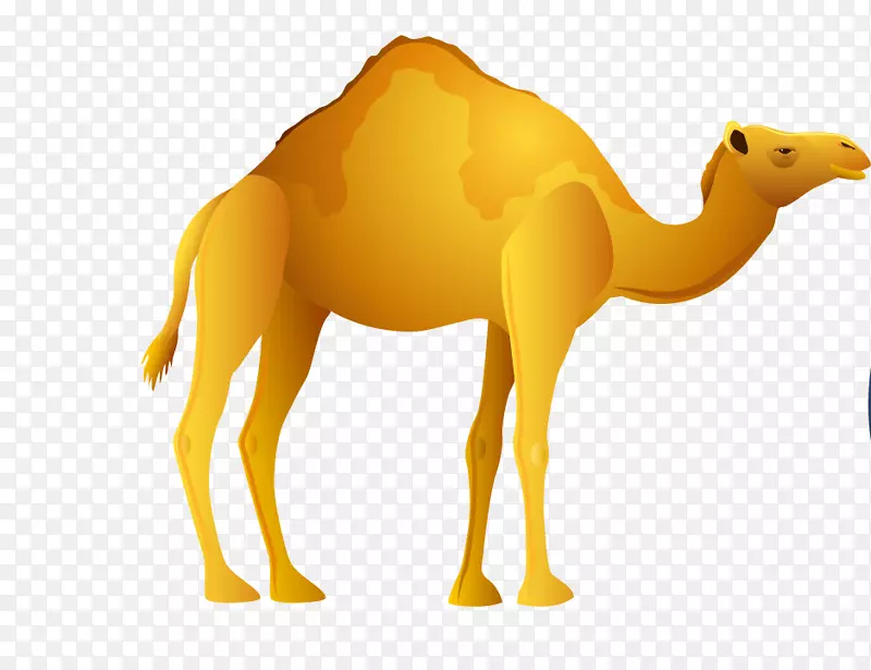 骆驼埃及剪贴画-骆驼