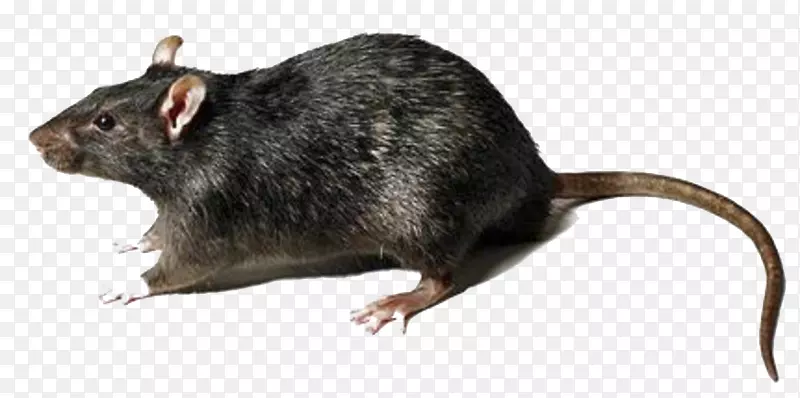 棕色大鼠黑鼠-大鼠透明PNG