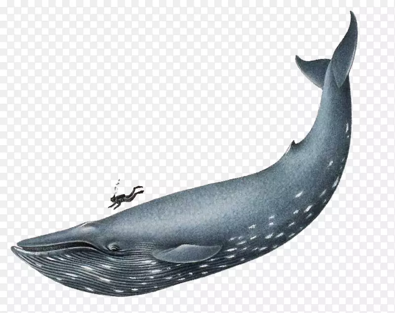 蓝鲸海洋剪贴画-蓝鲸PNG档案