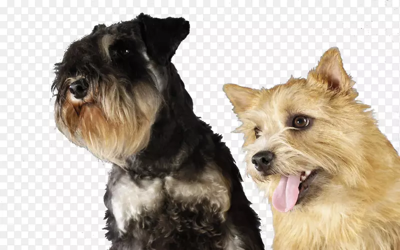 小型雪纳瑞犬，诺维奇猎犬，凯伦猎犬，约克郡猎犬，莱克兰猎犬-罗威石宠物犬