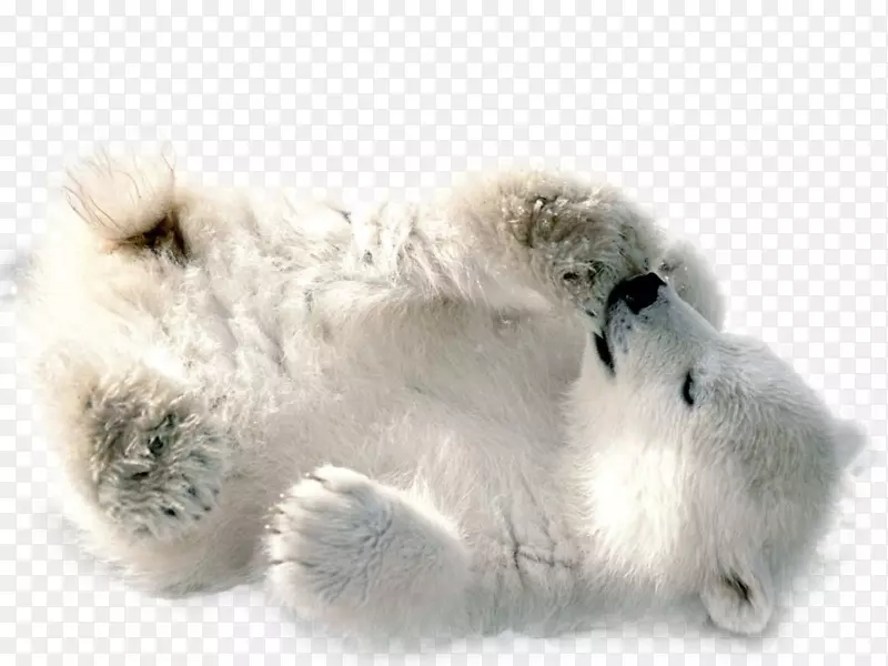 北极熊剪贴画-北极熊PNG透明图像