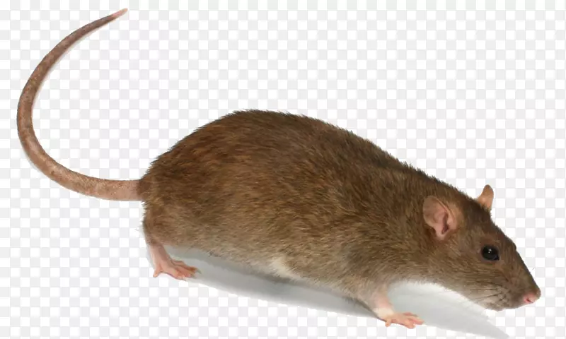 褐鼠诱鼠-大鼠PNG透明图像