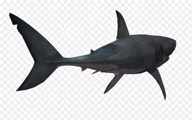 鲨鱼剪贴画-鲨鱼PNG透明图像