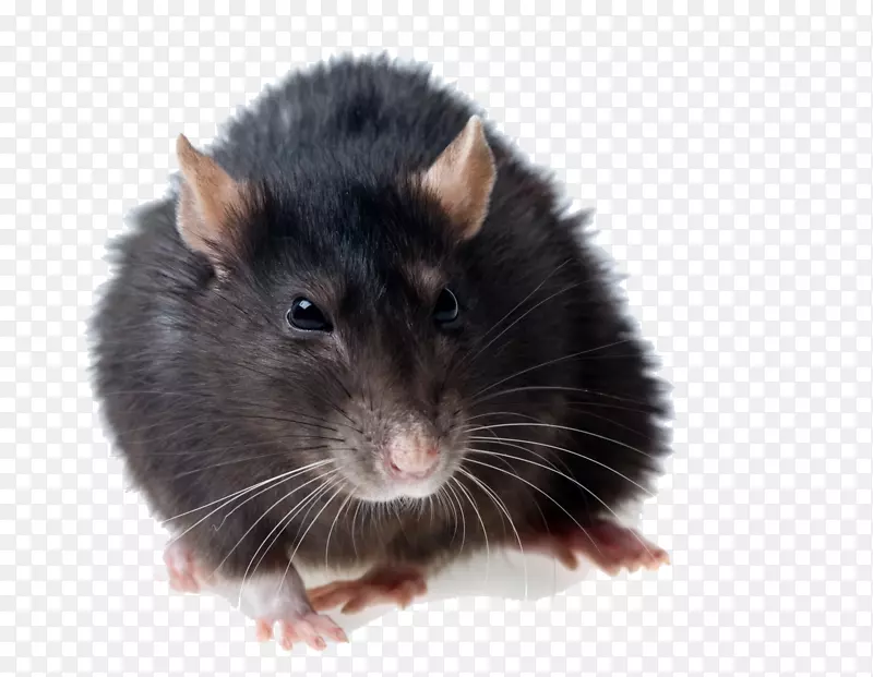 棕色大鼠黑鼠害防治-鼠PNG照片