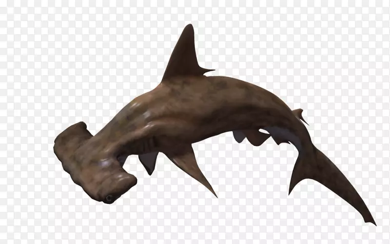 锤头鲨-鲨鱼PNG图