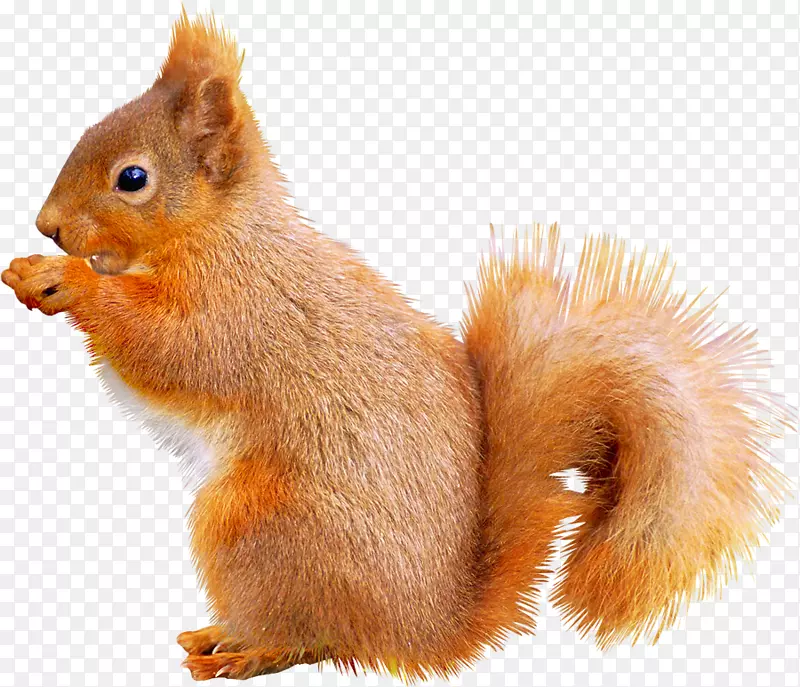 狐狸松鼠动物图标-可爱的松鼠