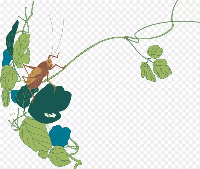 灌木丛蟋蟀昆虫插图.手绘蝗虫