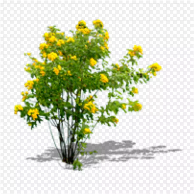 菊花黄色花型灌木花盆花椰菜