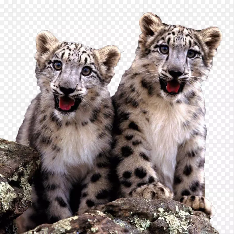 雪豹猫科的事实-两只可爱的雪豹幼崽