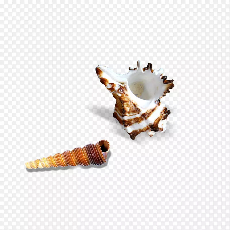 贝壳珍珠图标-海螺