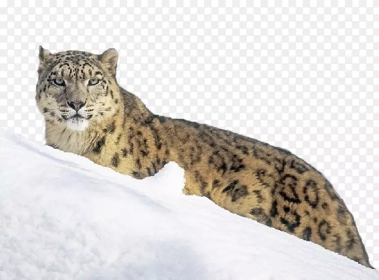 雪豹虎壁纸雪豹在雪地上