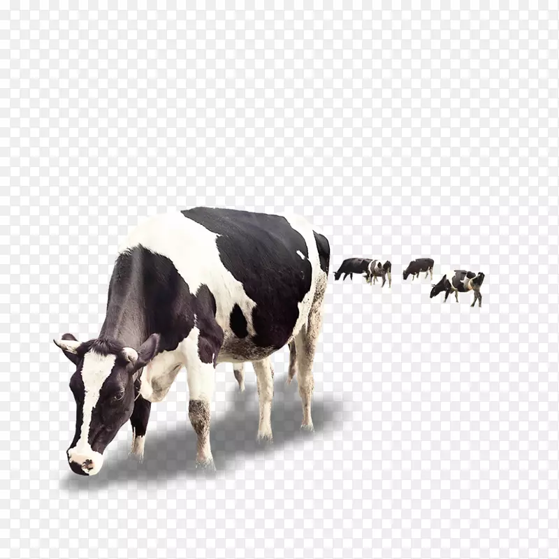 奶牛奶牛犊乳牛创意牛