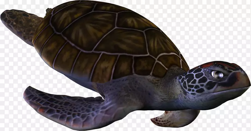 甲鱼海龟盒-海龟图片