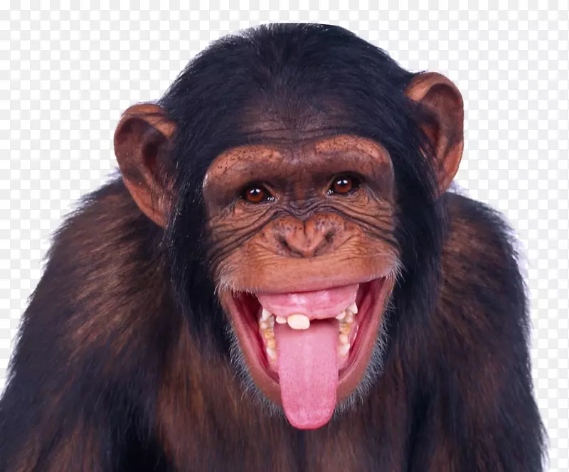 猴黑猩猩类人猿