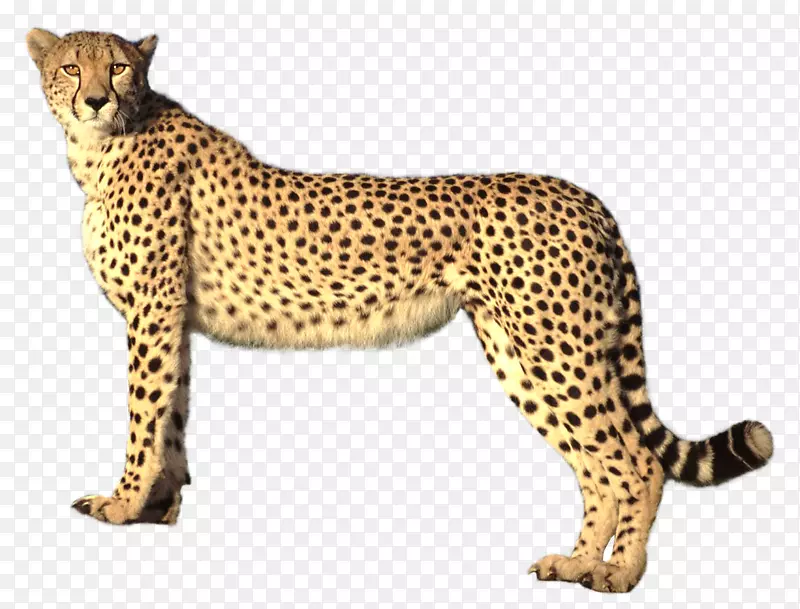萨凡纳猫猎豹猫科狮子美洲豹猎豹