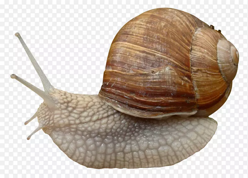 勃艮第蜗牛林蜗牛腹足动物-蜗牛