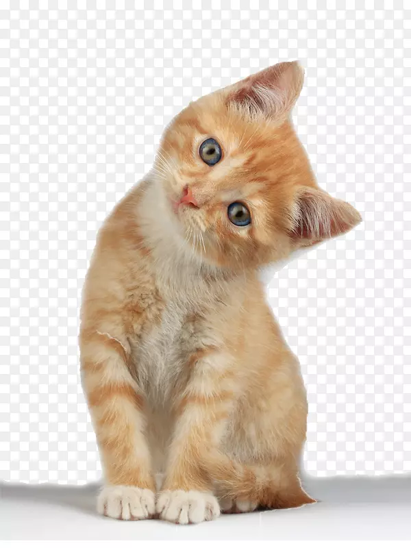 蒙奇金猫苏格兰折叠小猫剪贴画-小猫PNG剪贴画