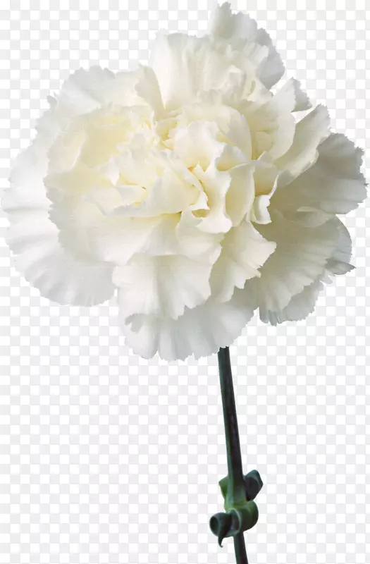 香石竹切花生花植物.花卉设计元素，白色康乃馨