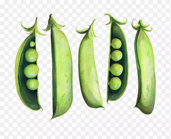 豌豆水彩画插图-豌豆