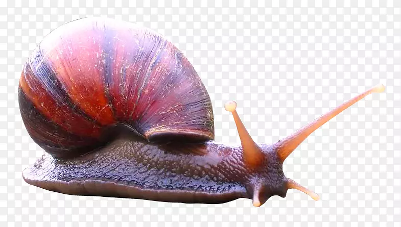 蜗牛图标-蜗牛