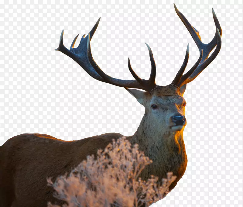 白尾鹿图像分辨率墙纸-鹿