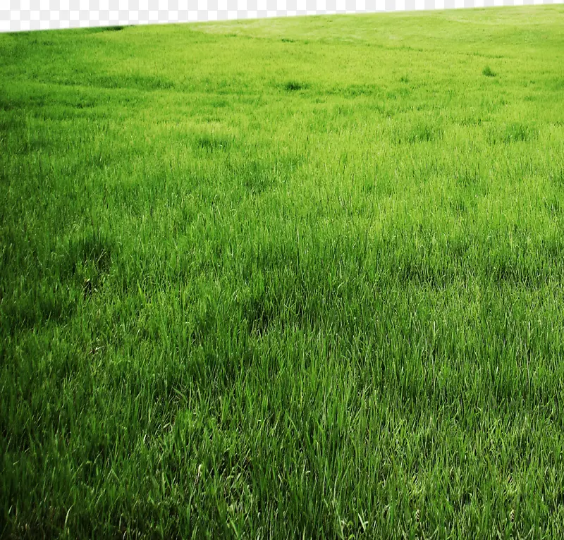 草地-HD绿色4