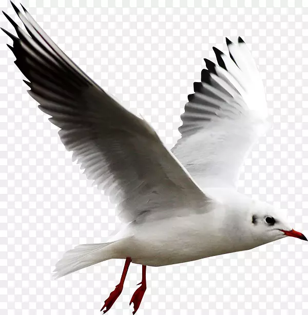 欧洲鲱鱼鸥鸟夹艺术-白鸥