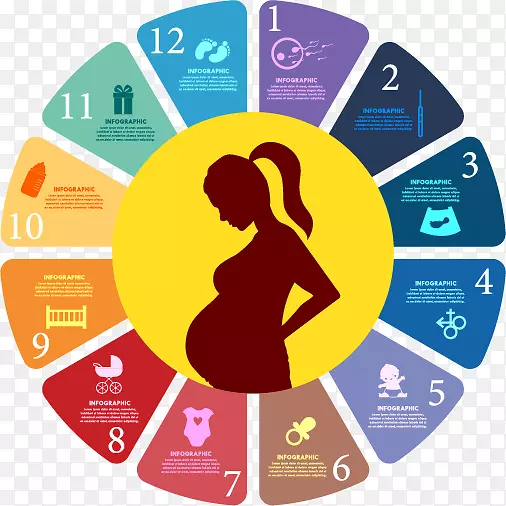 怀孕分娩-怀孕时间表