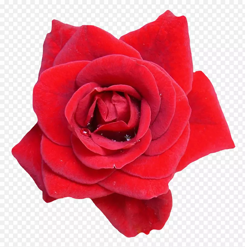 玫瑰花油夹艺术-红玫瑰花