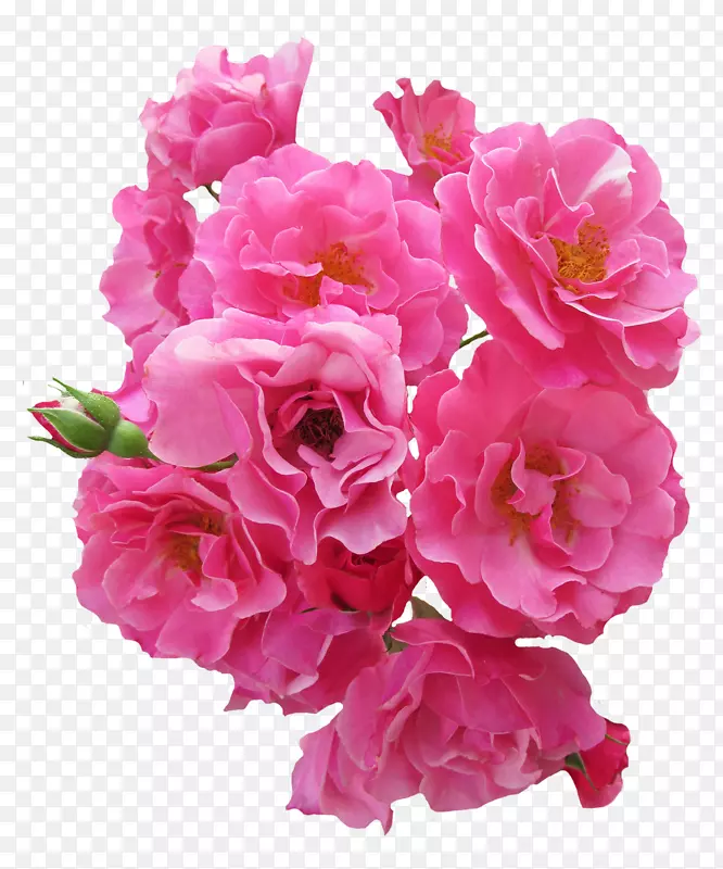玫瑰花-一束粉红色的玫瑰花