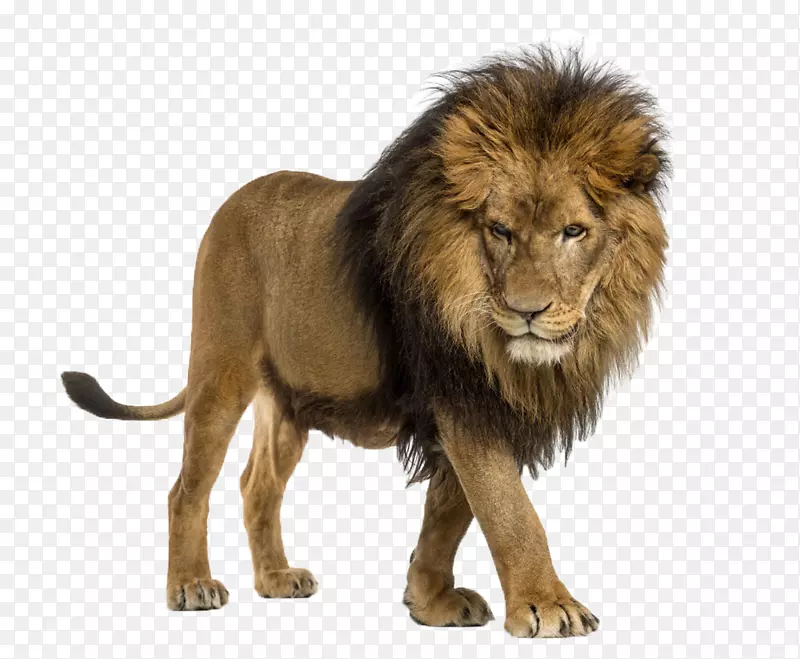 非洲狮猫狮子态度摄影插图-狮子