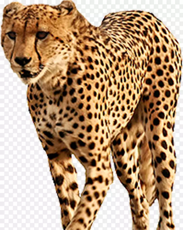 南非猎豹-黄色猎豹