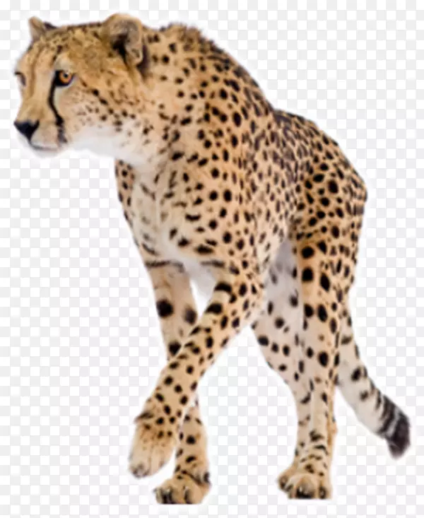 生物科学的化学：猎豹的基本概念基本生物科学实验室技术：生物科学的袖珍指南物理化学.森林动物猎豹