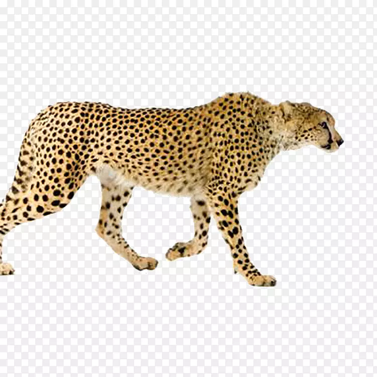 马赛马拉豹，亚洲猎豹，猫摄影-豹