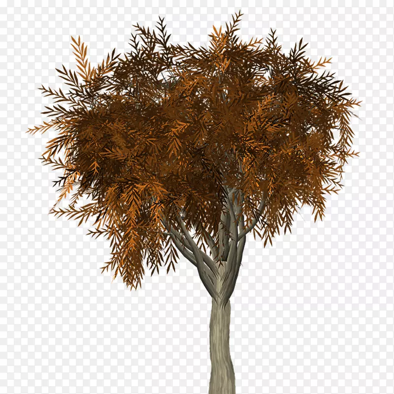 秋枝-秋季杉木类树种