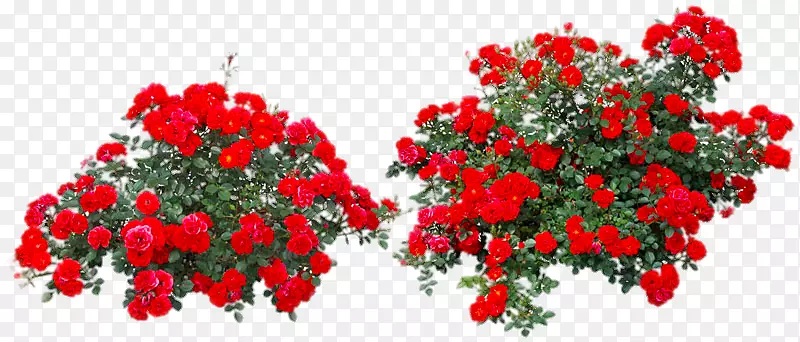 玫瑰花灌木-红玫瑰灌木丛