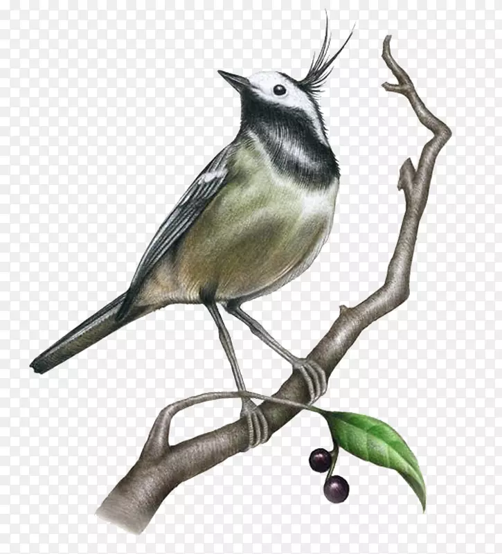 绘画鸟类插图.写实素描灰黑色鸟