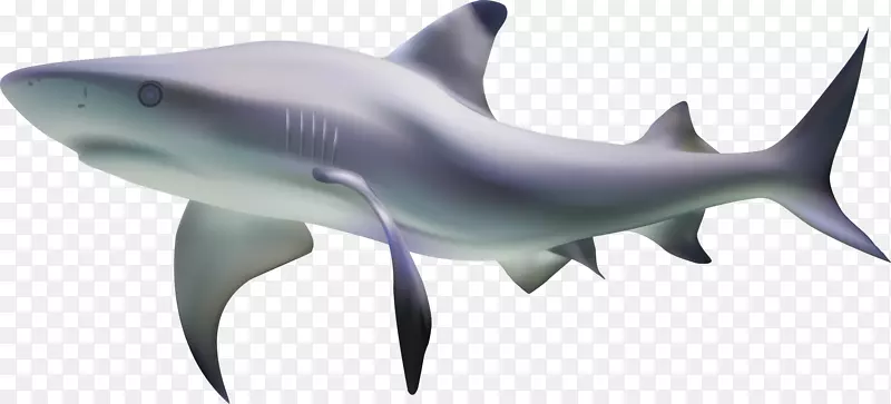 虎鲨鱼-鲨鱼海底遮阳载体材料