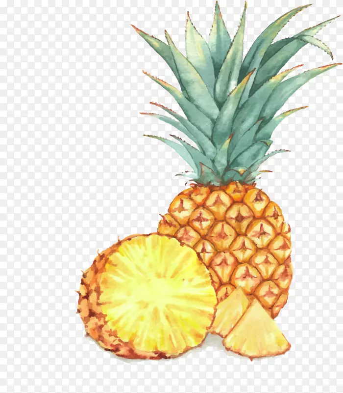 水果水彩画插图.金菠萝