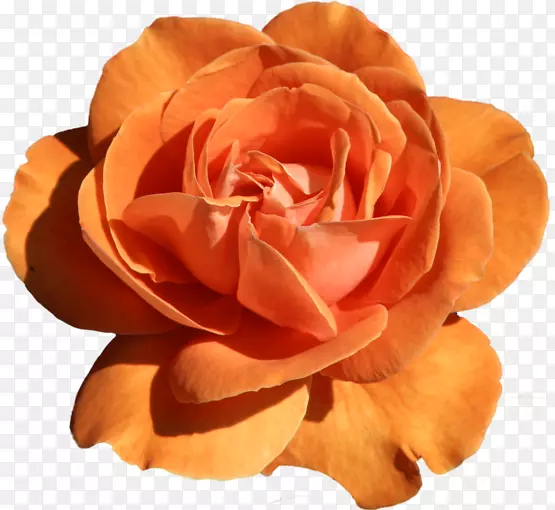 花园玫瑰剪贴艺术-砖红玫瑰特写