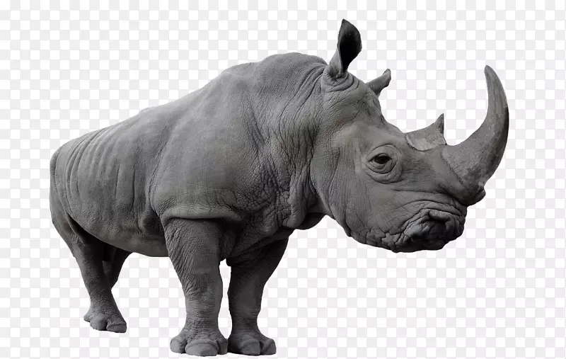 摄影Shutterstock-巨型犀牛