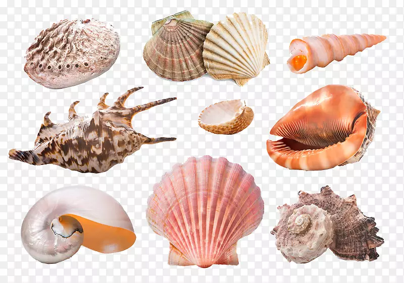 海星蜗牛软体动物沙美生物