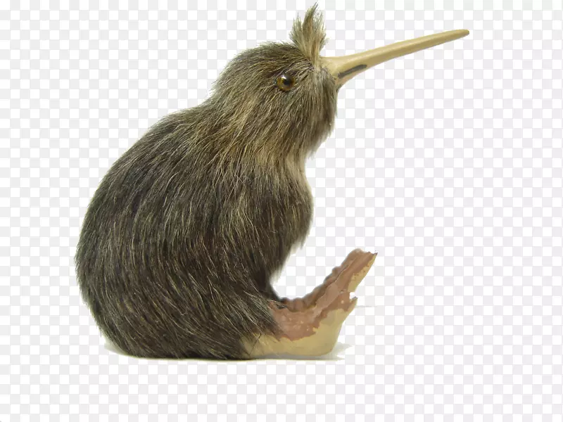 新西兰鸟猕猴桃-猕猴桃PNG档案