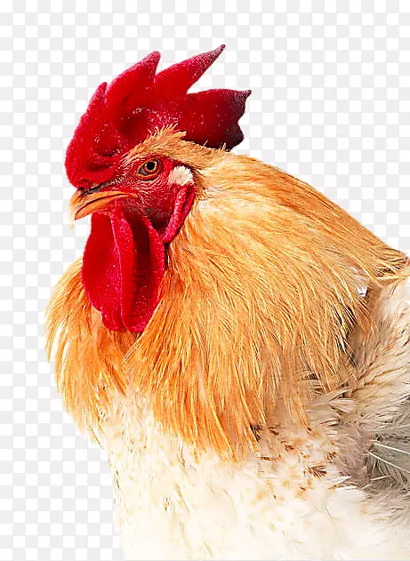 肉鸡复合维生素药物-好大公鸡