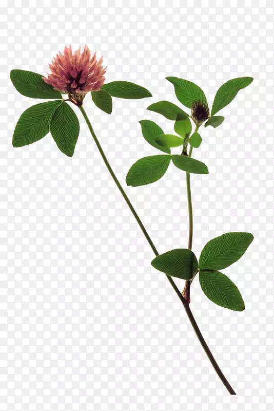 下载生物样本-盆栽5