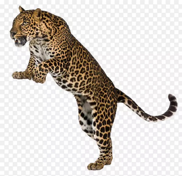 猎豹，银豹，猫科，老虎，摄影-跳跃豹