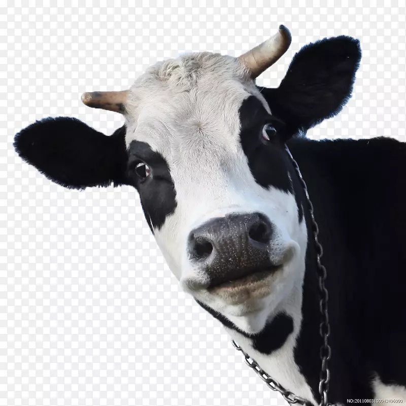 荷斯坦牛，壁纸，绵羊，山羊，Android-奶牛